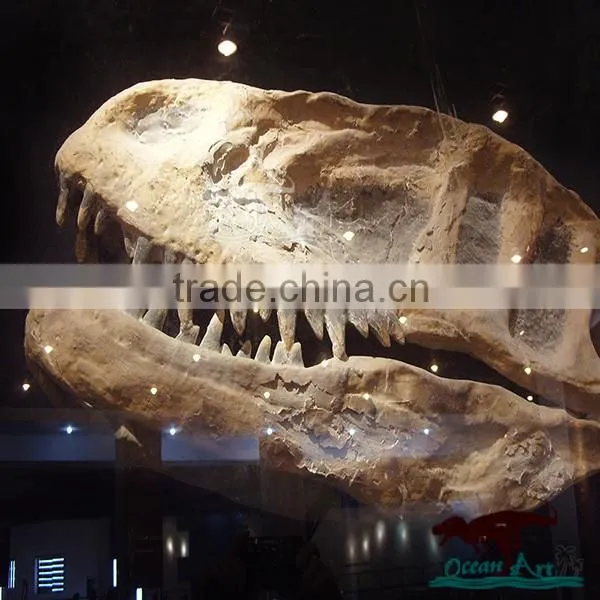 Scientific exhibition life size dinosaur skull