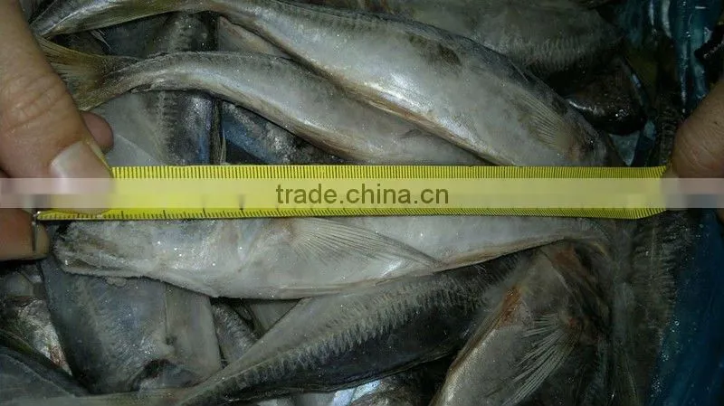 Frozen fish supplier at China