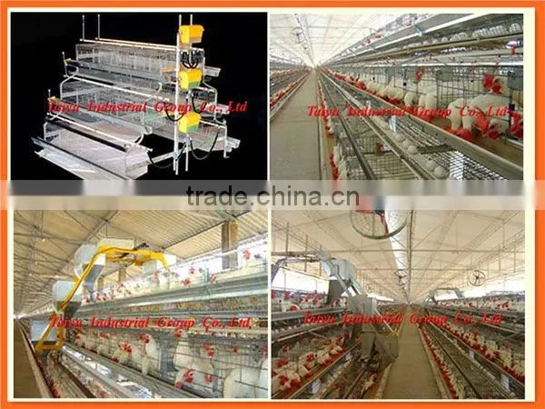 layer poultry cages for sales