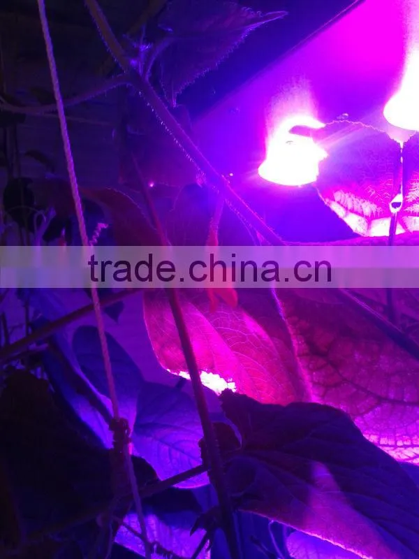 Indoor 150W COB full spectrum LED grow lamp