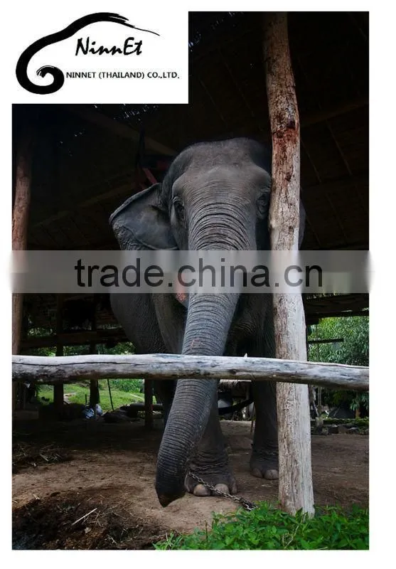 Wood Carved Elephant from Thailand