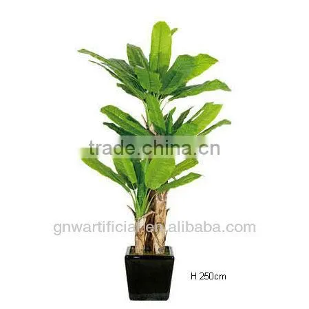 bonsai plant ficus tree indoor GNW G41