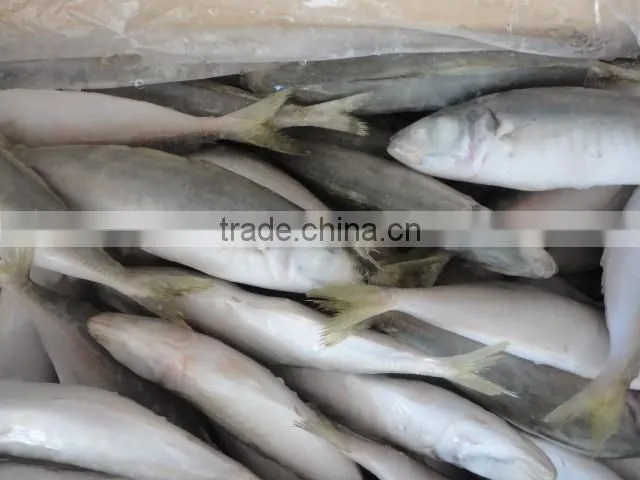 Frozen IQF Horse Mackerel