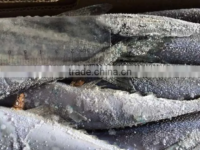 frozen Pacifc saury Cololabis Saira