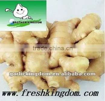 best quality chinese fresh ginger 150g up