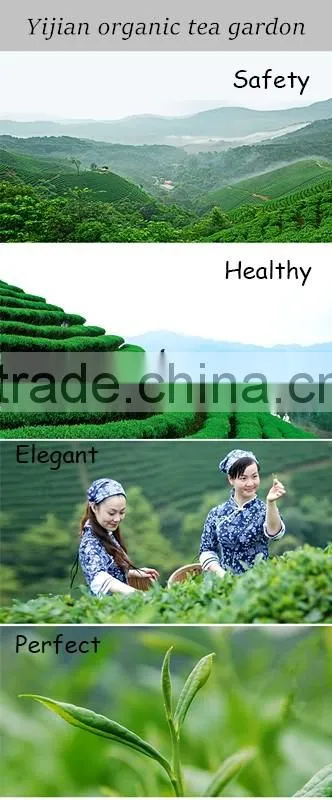 China Organic Green Tea as Yijian organic tea