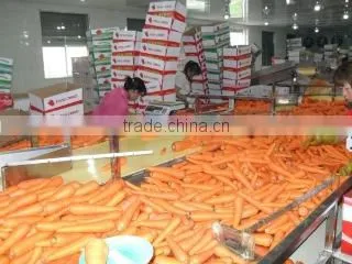 Shouguang Bilong Vegetable Fruit Co., Ltd. company overview - view 3