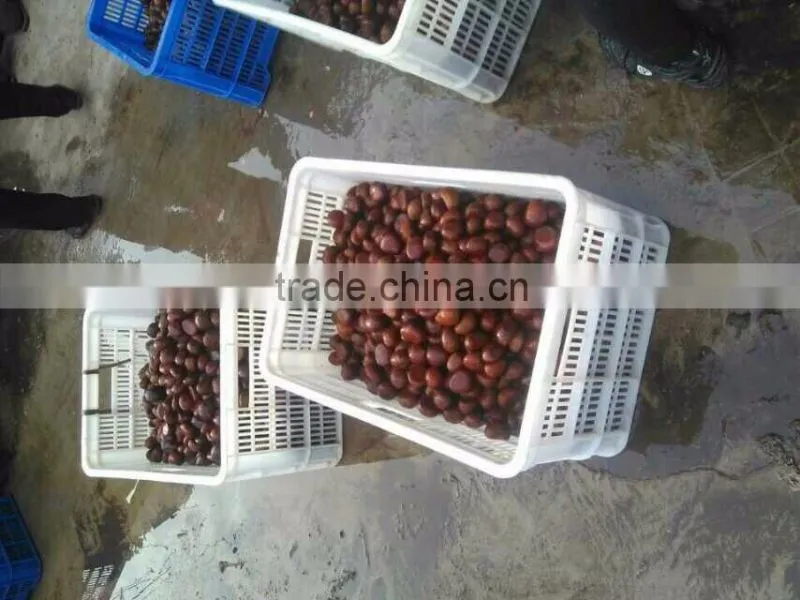organic water chestnut best quality