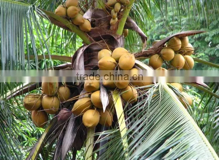Coconut seedling