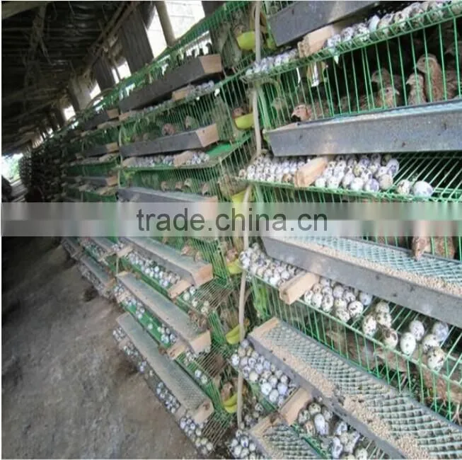 galvanized quail cage with automatic system