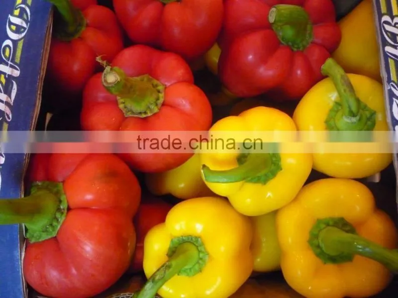 Capsicum