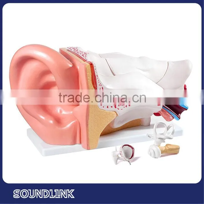 China Soundlink plastic human anatomical ear models