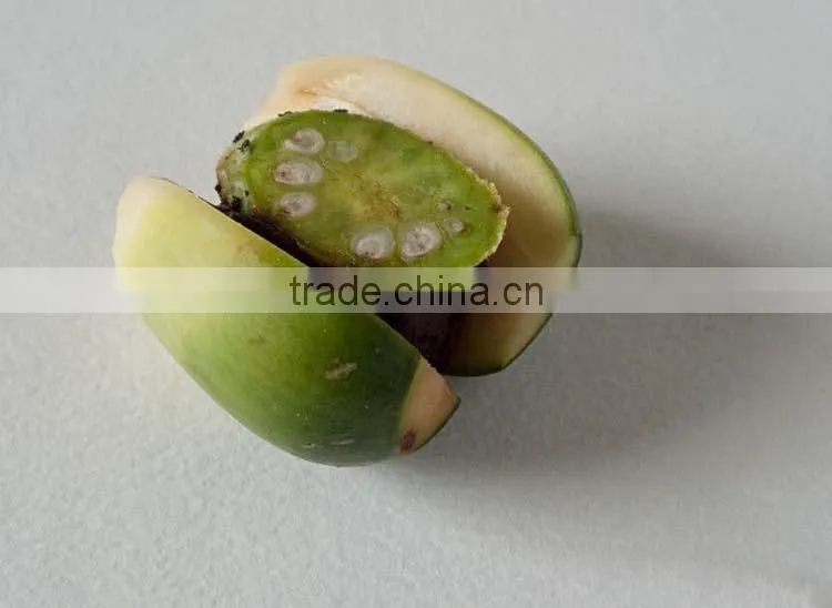 Areca catechu trees
