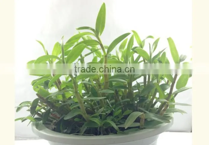 Dendrobium seedling nursery