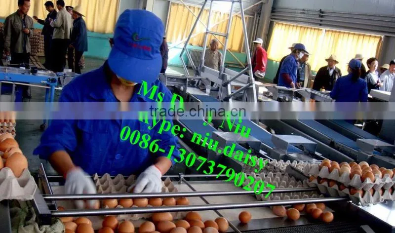 automatic egg packing machine/egg tray packaging machine/egg grading machine for packing