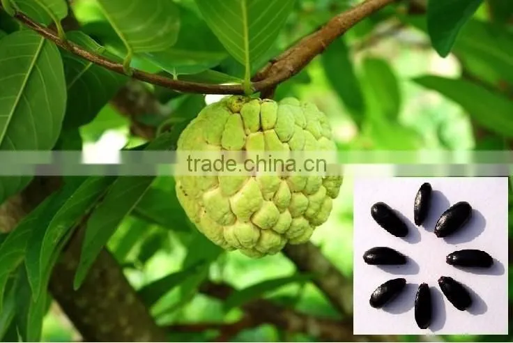 Indian Custard apple fruits tree seeds Annona squamosa Rajasthan Asia