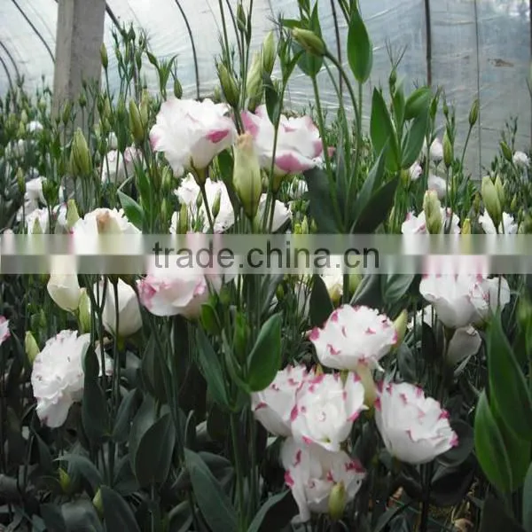 High Quality Fresh Cut Flowers Eustoma from Flower Plating Base