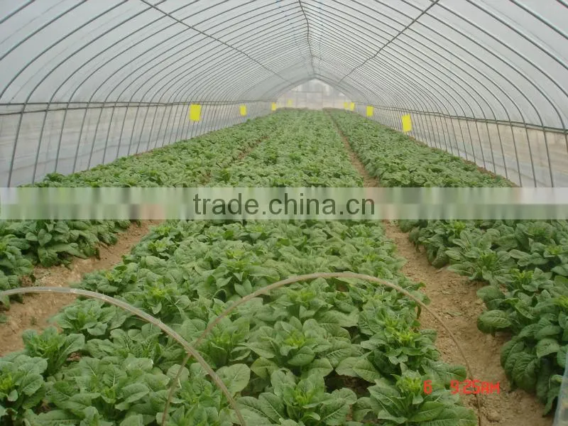 Anti UV Anti drip Anti aging PE Film Greenhouses for Vegetable