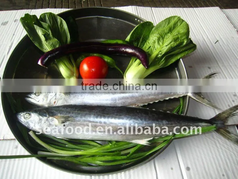 IQF spanish mackerel section skin-on