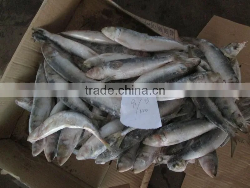 Best Price Frozen Sardine Bait