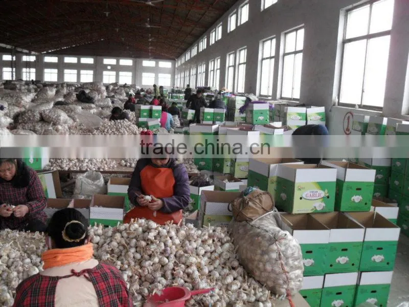 2014 Fresh Garlic , Jinxiang Garlic Normal White and Pure White