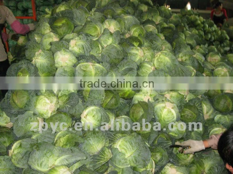 Fresh Chinese white cabbage