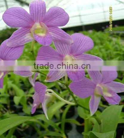 Dendrobium Hybrids blooming orchids Dendrobium flower