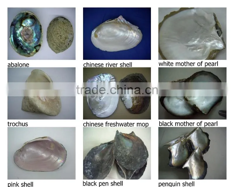 raw American pink shell
