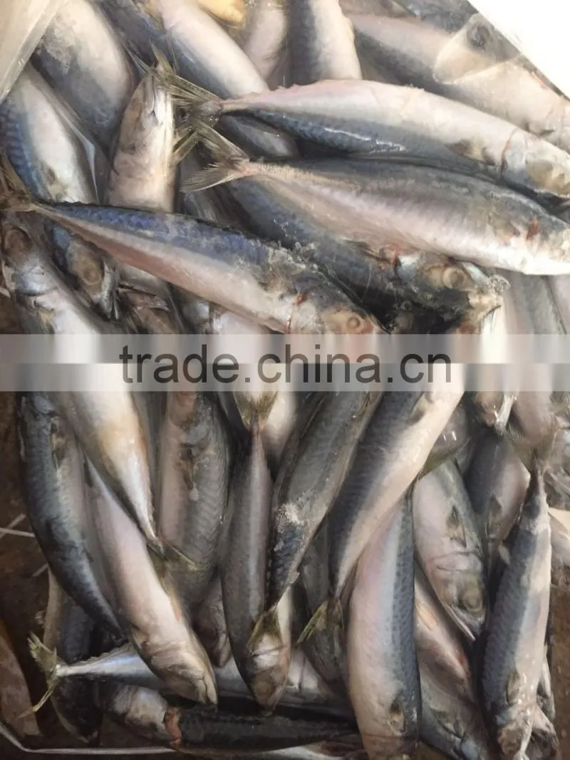 Below 150g frozen pacific mackerel