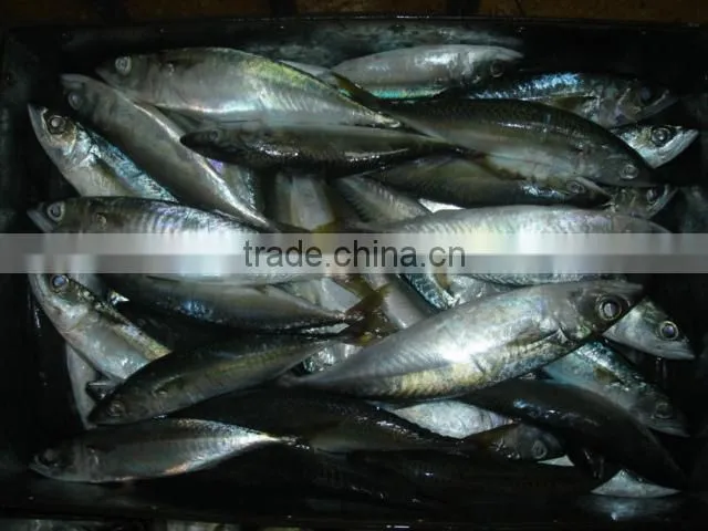 mackerel