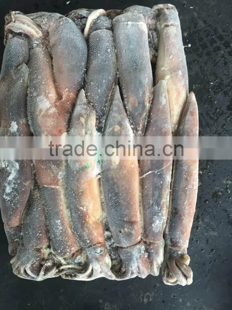 Agrentinus Squid Frozen 400g/600g whole round