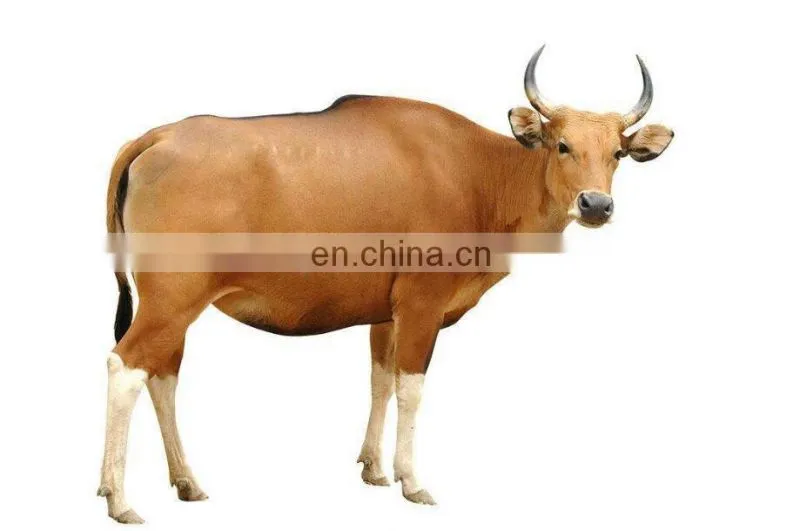 Automatic Slaughter Equipment part Halal Revolving Cattle Killing Box
