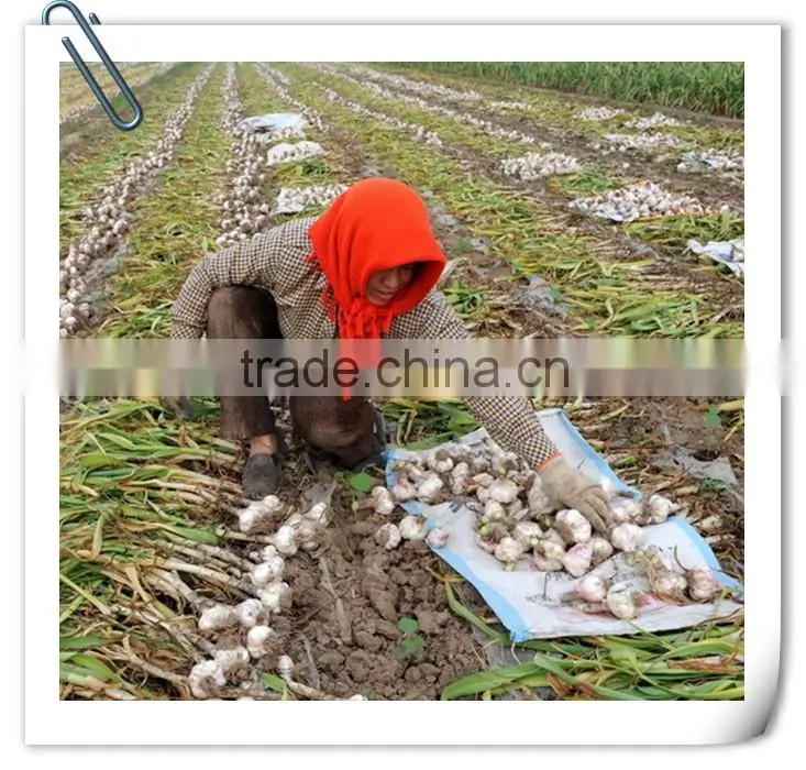 2016 Jinxiang fresh garlic