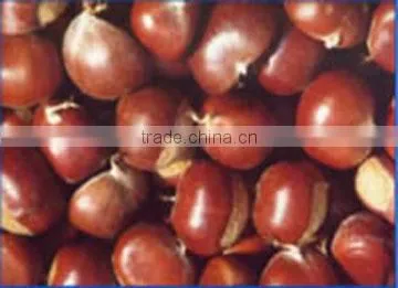 sweet chestnut