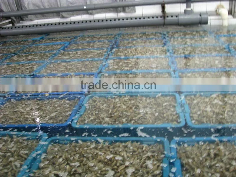 Multi-Language Sites Frozen short neck clam with shell Frozen short neck clam with shell Frozen short neck clam with shell Froz