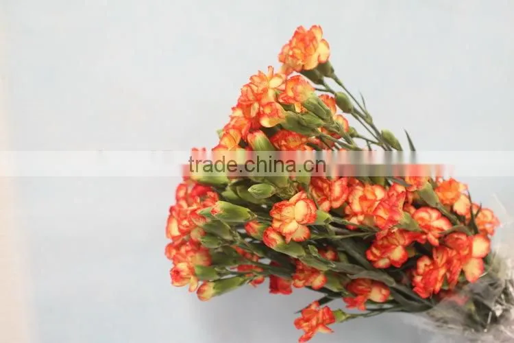 Elegant in smell hot sale fresh carnation for home decoration