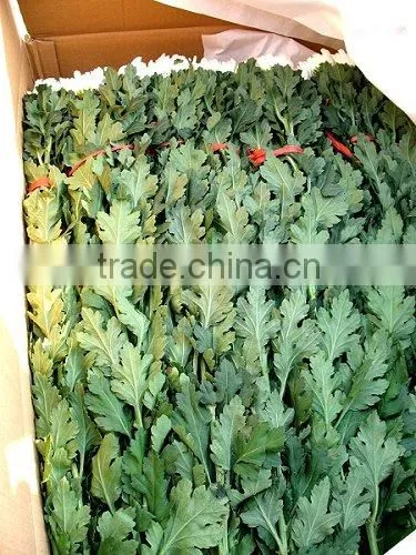 Special container/Reefer/Reefer container/container/transportation to South America