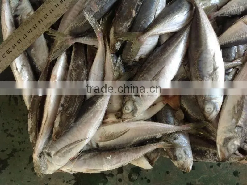 IQF round scad 60-80pcs/ctn