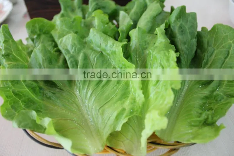 lettuce shredder best quality lettuce on sale red leaf lettuce