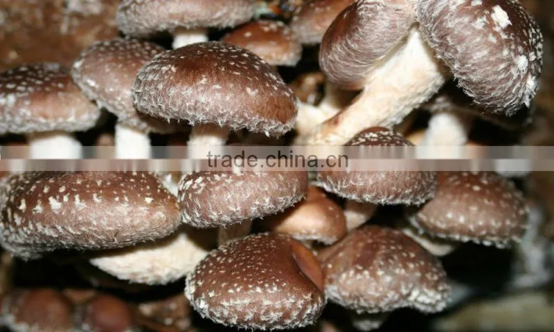 Frozen blanched Shiitake mushroom whole crop 2015 hot sale