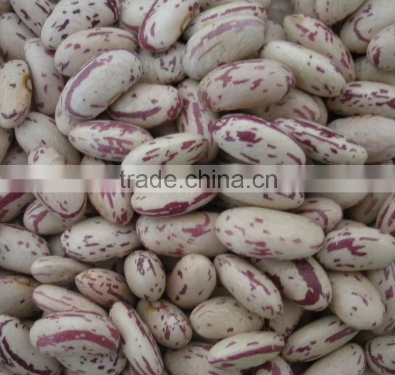 Light Speckled Kidney Beans Long Shape (Heilongjiang)