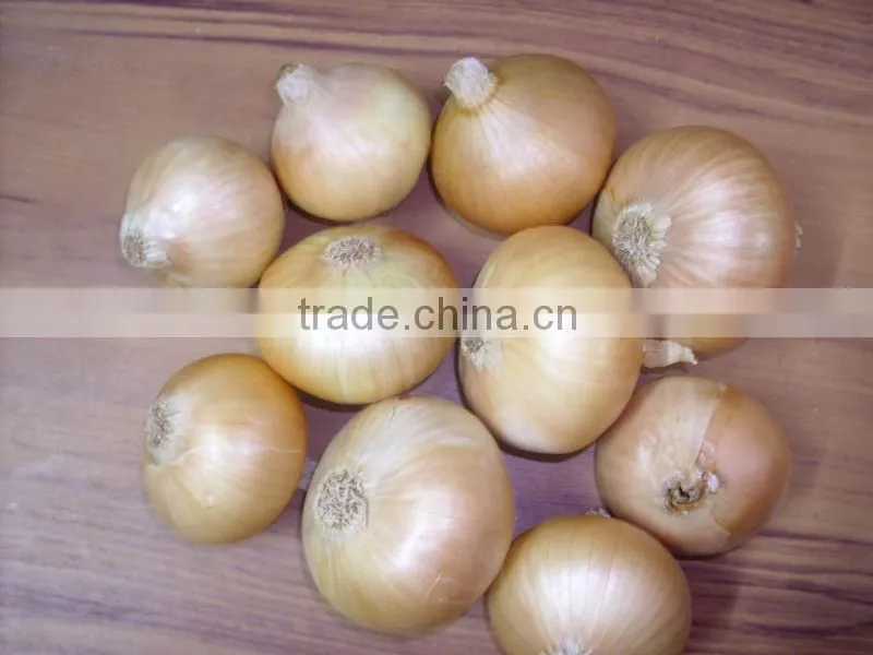 fresh onion high quality