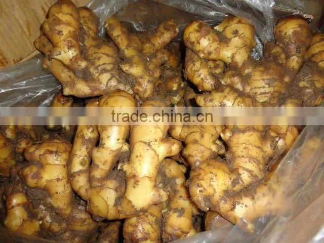Specification fresh ginger