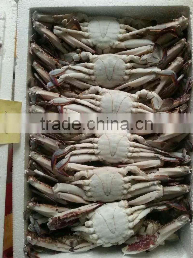Frozen Blue Swimming Crab for hot sale
