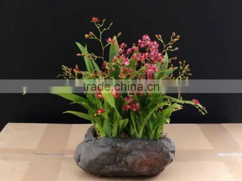 Oncidium orchid plant