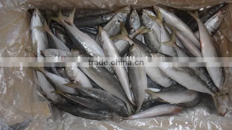 frozen thai of horse mackerel