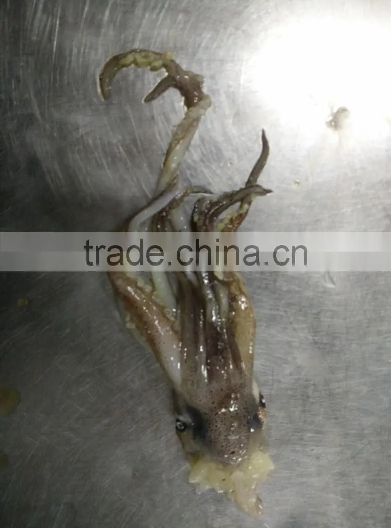 Frozen Squid Head/Tentacles