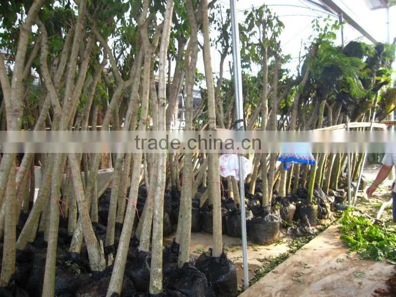 Spathodea campanulata nursery