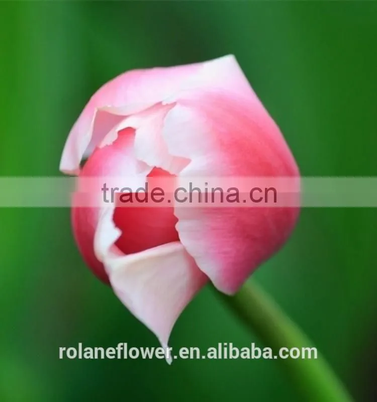 export wedding decorative fresh flower hot pink tulip