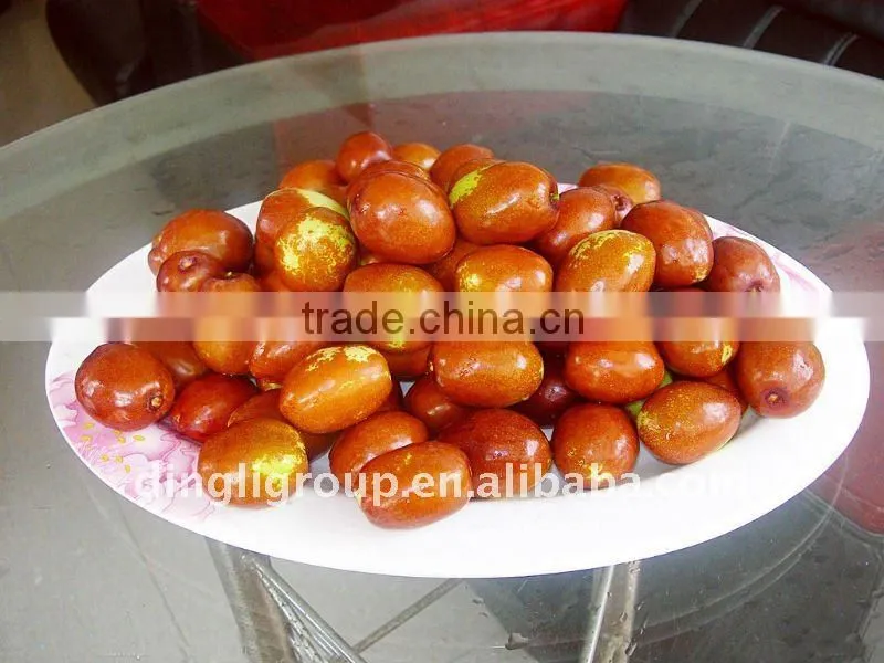 China Golden-silk jujube